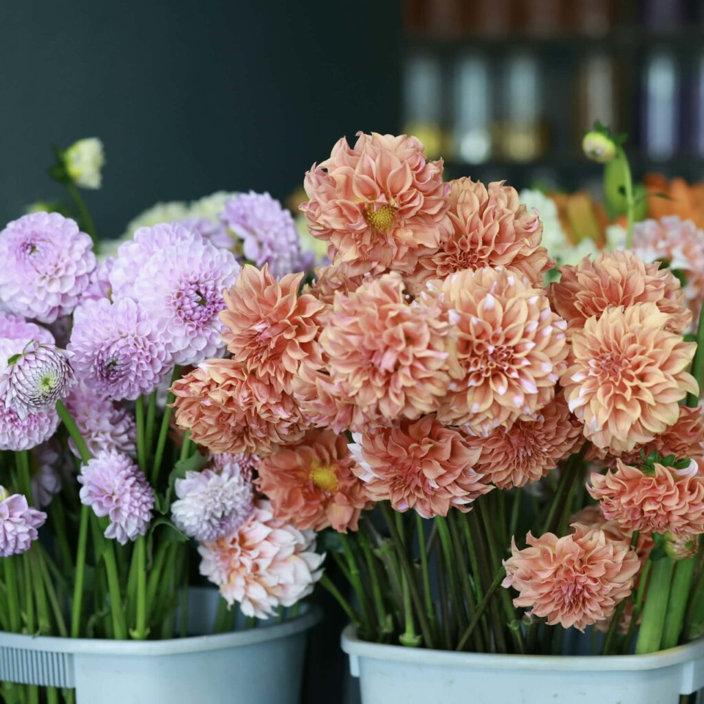 2e74826f 9122 4589 92fd 41080565be00 1024x1024