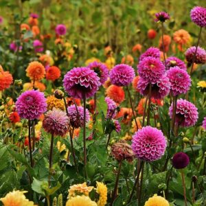 dahlia lovers csa