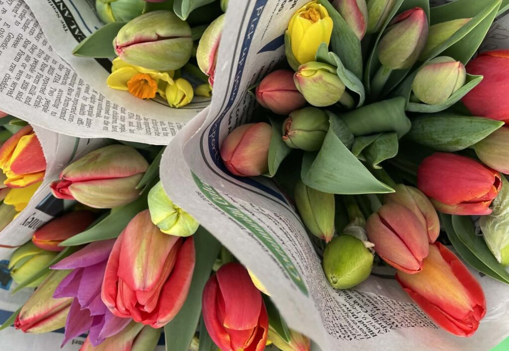 tulips